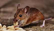24 Hour & Emergency Exterminators in Kansasville, WI